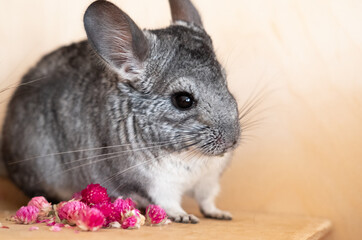 Black and white Chinchilla with pink flowers