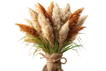 Pampas grass bouquet on a black background Fluffy reeds of wheat and brown hues rustic jute on transparent background