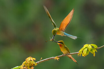 flying birds in the wildlife