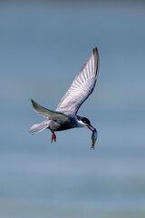 flying birds in the wildlife