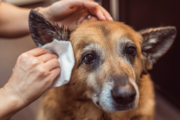 Owner Cleaning Senior Dog's Ears Gently

