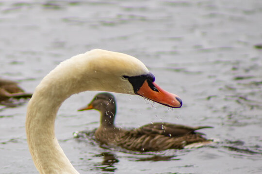 Mute swan with dripping beak at Hazelwood Lake, County Sligo, with duck in background