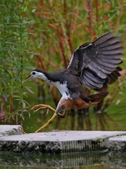 great crested cormorant