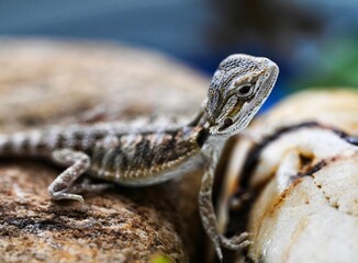 close up of a lizard