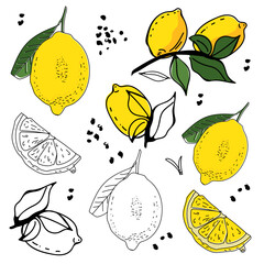 Lemons collection in vector. Color and outline