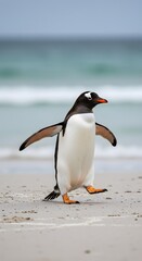 Naklejka premium wings outstretched and one leg raised. penguin has a black head, white belly, orange feet. King Penguin Aptenodytes patagonicus Chicks in Creche in the rain.a Gentoo penguin standing on a sandy beach,