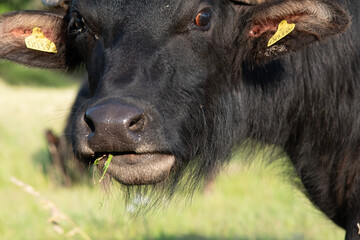 Water Buffalo Portrait Close Up