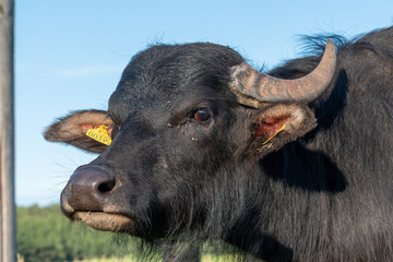 Water Buffalo Portrait Close Up