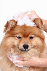 Pomeranian Dog Getting Shampooed with Bubbles
