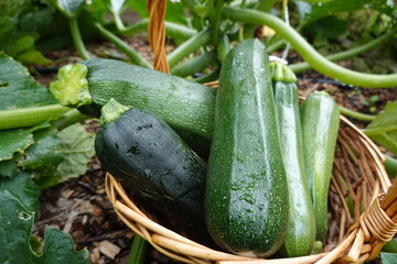 Freshly picked zucchini in wicker basket from garden