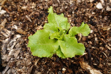 Fresh green lettuce growing in organic garden mulch