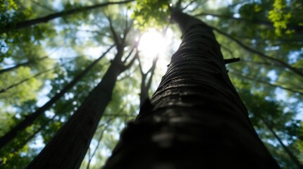 palm tree in the forest