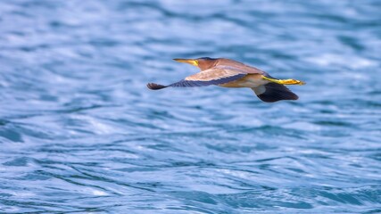 flying birds in the wildlife