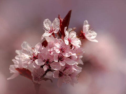 Pink cherry blossom flowers in full bloom on tree branch outdoors
