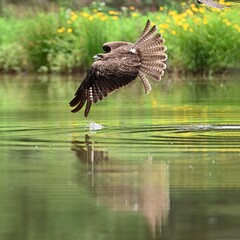 flying birds in the wildlife