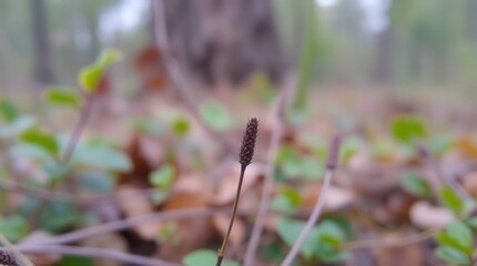 wild flowers in the forest