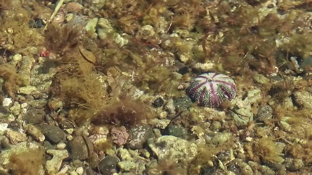 A sea urchin or echinoidea spotted in shallow sea water among the green moss and algae swaying with the undulating waves