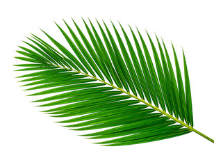 Green coconut leaf isolated on white