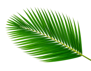 Green coconut leaf isolated on white