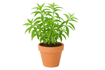Fototapeta premium Verdant lemon verbena growing in terracotta pot, green leaves spreading against clear background, highlighting botanical details