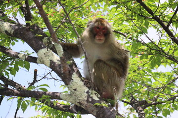 Monkey in Nikko