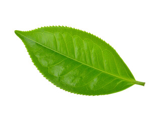 Obraz premium Fresh tea leaf isolated on white