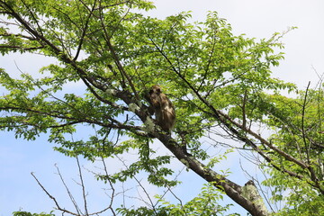 Monkey in Nikko