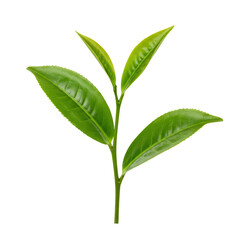 Vibrant green tea leaves showcase freshness and natural vitality, perfect for healthy beverage branding