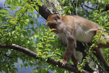 Monkey in Nikko