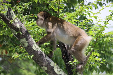 Monkey in Nikko