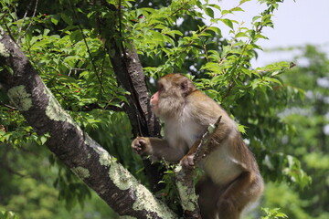 Monkey in Nikko