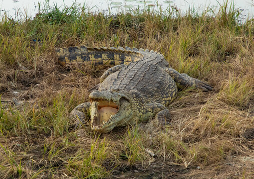 Felix Houphouet-Boigny's sacred crocodile living in the artificial lake of the presidential palace, R&eacute;gion des Lacs, Yamoussoukro, Ivory Coast