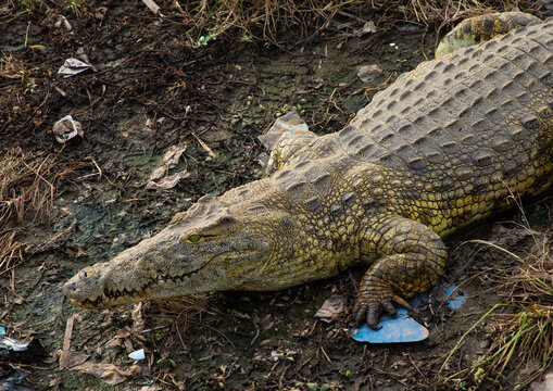 Felix Houphouet-Boigny's sacred crocodile living in the artificial lake of the presidential palace, R&eacute;gion des Lacs, Yamoussoukro, Ivory Coast