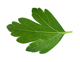 Green parsley leaf isolated on white