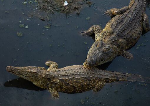 Felix Houphouet-Boigny's sacred crocodiles living in the artificial lake of the presidential palace, R&eacute;gion des Lacs, Yamoussoukro, Ivory Coast