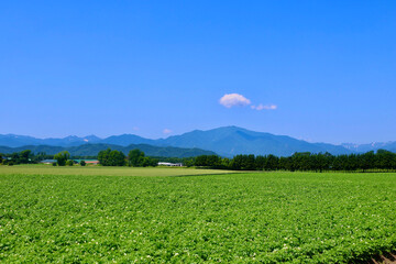 ジャガイモ畑・北の大地（北海道・帯広市）
