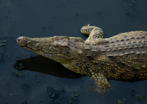 Felix Houphouet-Boigny's sacred crocodile living in the artificial lake of the presidential palace, R&eacute;gion des Lacs, Yamoussoukro, Ivory Coast