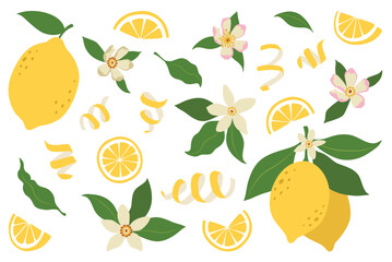 Lemons illustration, citrus fruits, green leaves, white flowers. Clipart set, yellow green colors. Baby shower design elements. Party invitation, birthday celebration. Spring or summer decoration set