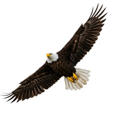 Naklejka premium Majestic bald eagle soars with powerful wings outstretched, embodying freedom and strength
