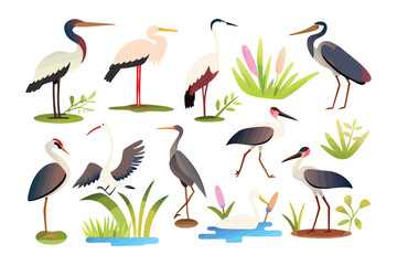 Elegant Avian Collection: A diverse collection of meticulously illustrated herons and related wetland birds showcases a variety of species in graceful poses, ideal for nature-themed projects.