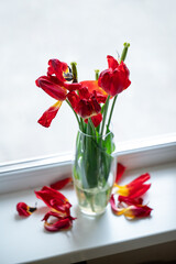 Red wilted tulips in a vase on a windowsill, side view. Red tulips that lost freshness stand in a glass vase near the window