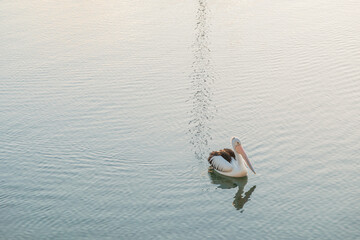 Lone pelican floating along tranquil river with soft ripples