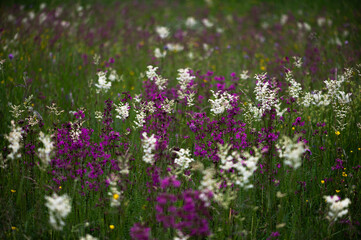 Fototapeta premium Latvian Wildflower Meadow in Full Bloom