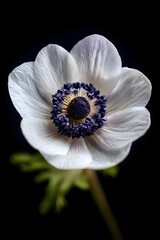 close-up macro photograph of a white anemone flower with dark center, vibrant detail