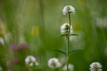 White clover in summer meadow