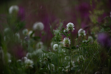 White clover cluster in meadow dusk