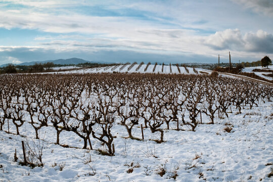vignoble vignes   pieds de vigne hiver neige paysage ardeche fra&icirc;cheur lumi&egrave;re hivernale  repos 