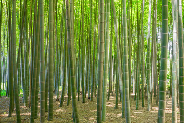 青々とした竹林