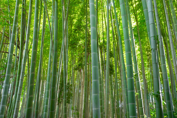 青々とした竹林