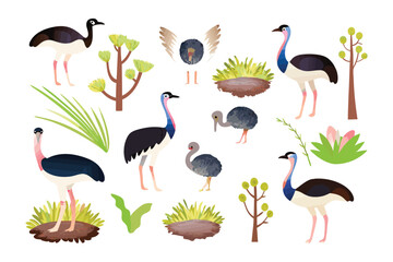 Birds and Bush Watercolor Collection: A delightful collection of colorful watercolor illustrations of emus and diverse elements, designed to evoke the vibrant essence of a sunny and serene habitat